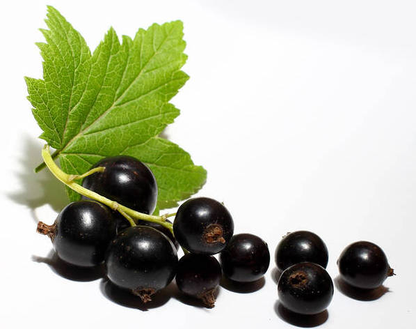 cassis, ribes nigrum
