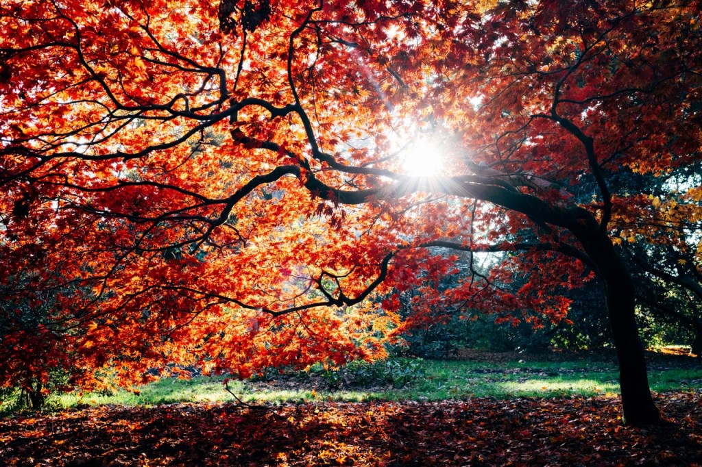 arbre-rouge-automne